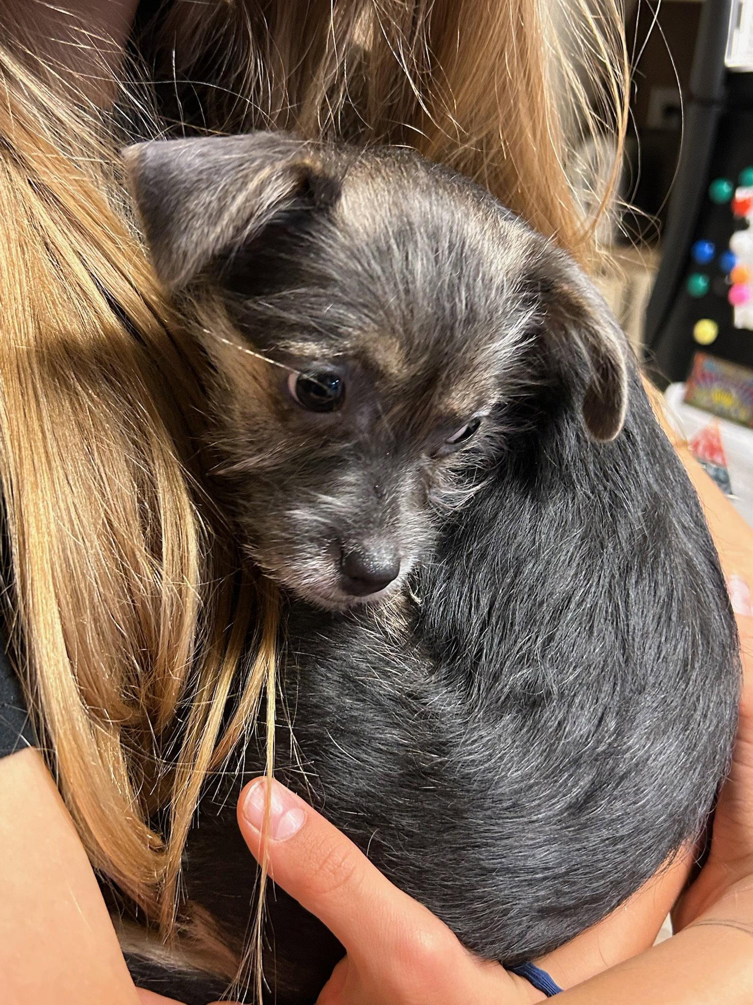 Enlarge Ruby - ADOPTION IN PROCESS, a Adoptable Terrier in Grafton, WI image 3/3