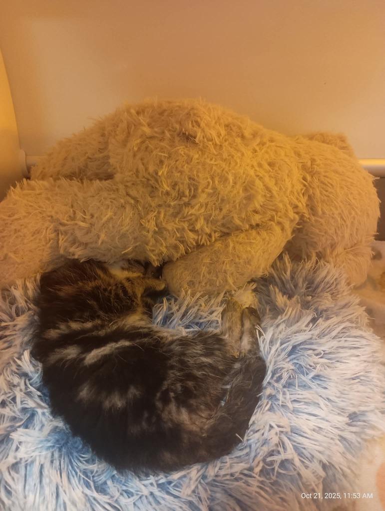 Bria, Adopted, Kitten Female Domestic Short Hair.