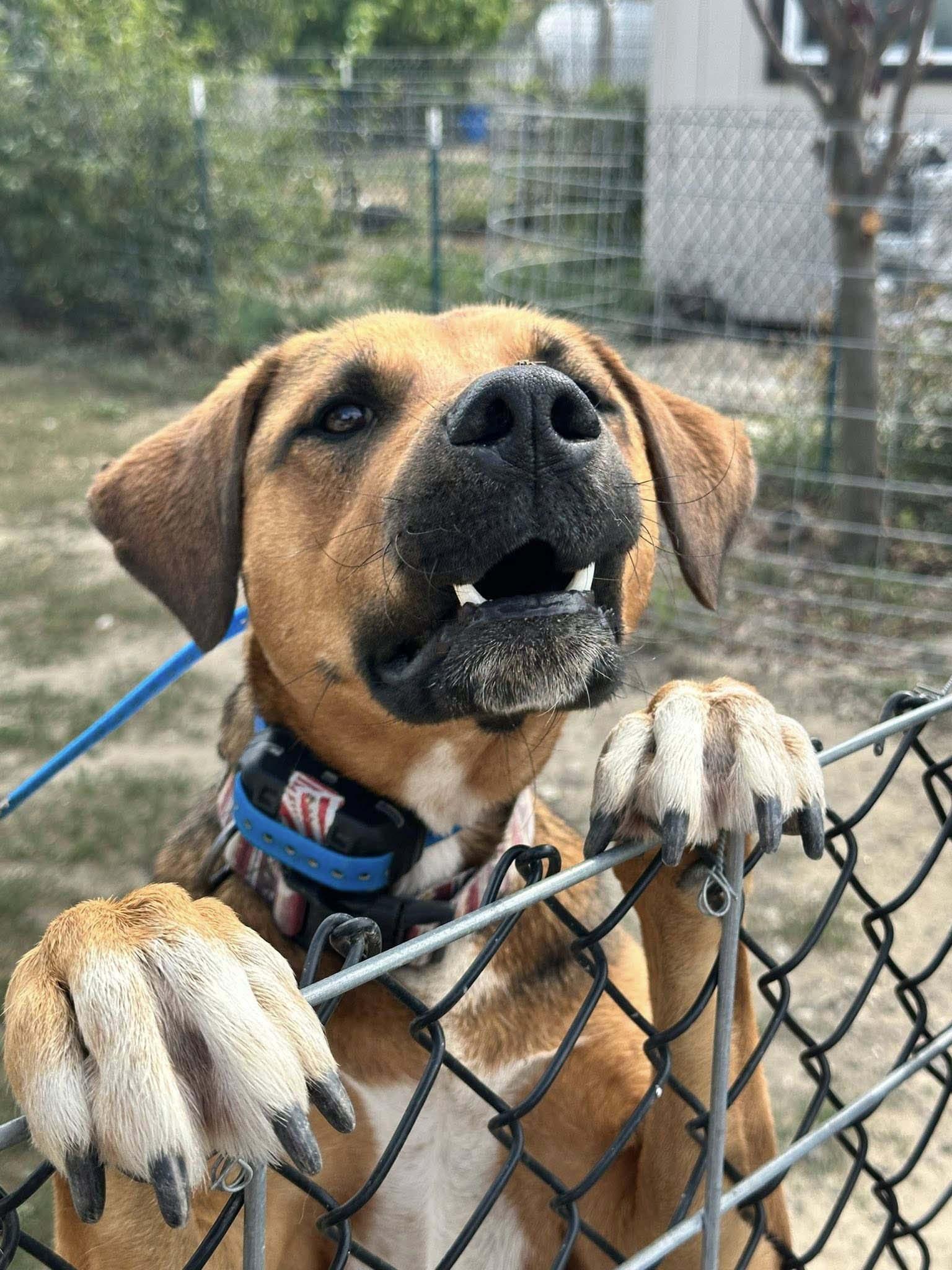 Buckley, a Adoptable mixed breed in West Richland, WA image 1/4