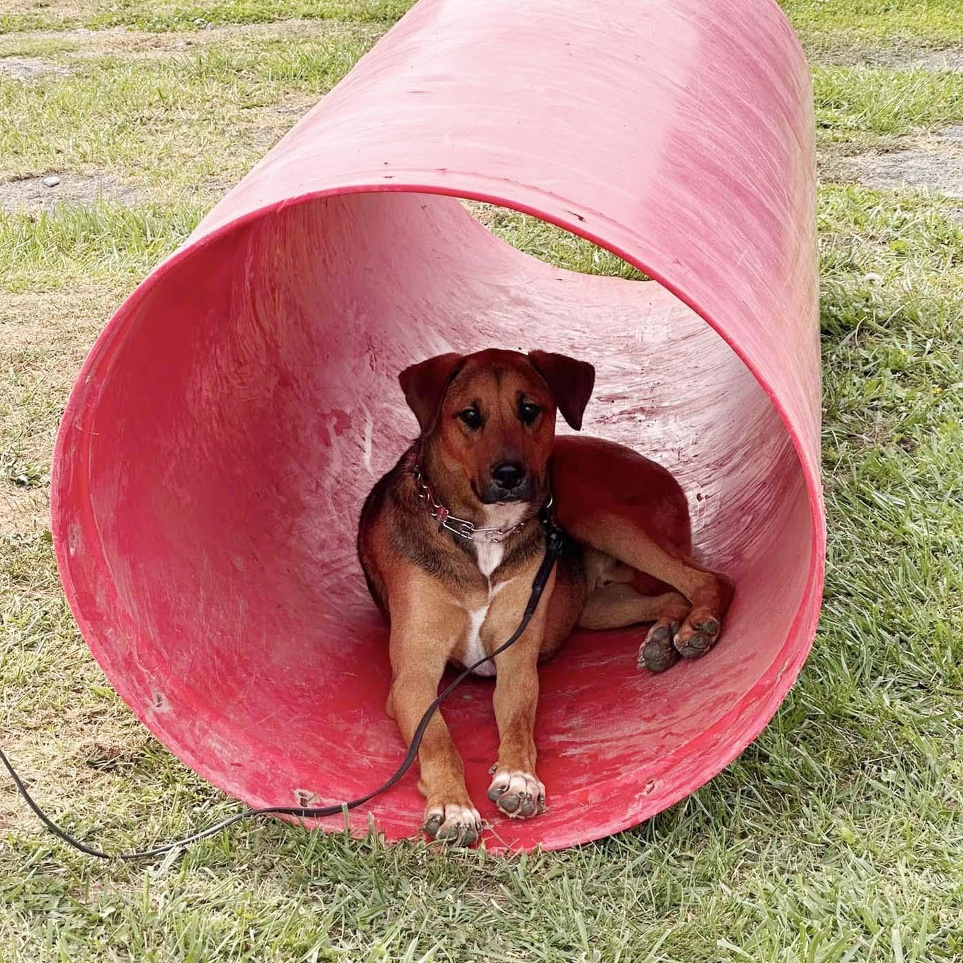 Buckley, a Adoptable mixed breed in West Richland, WA image 2/4