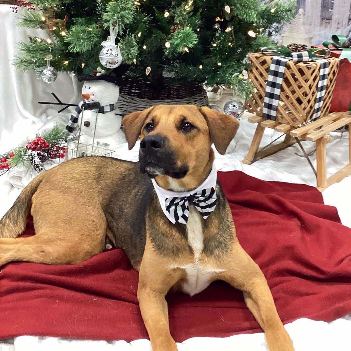 Buckley, a Adoptable mixed breed in West Richland, WA image 3/4