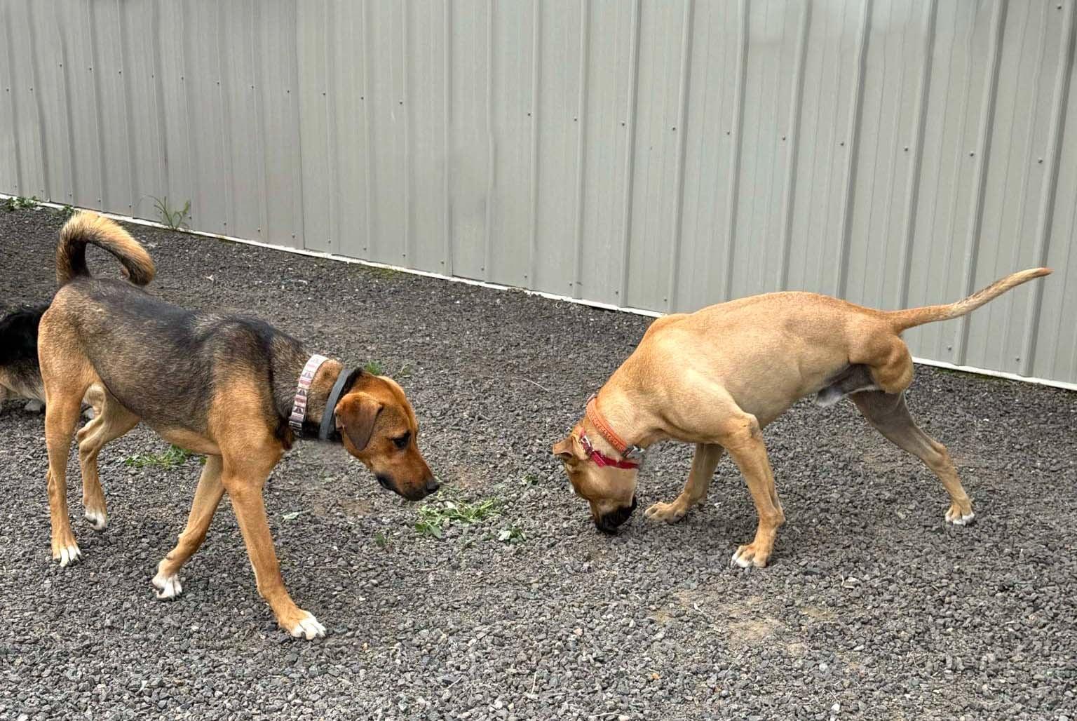Buckley, a Adoptable mixed breed in West Richland, WA image 4/4