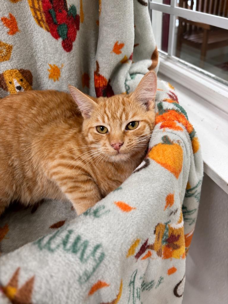 Enlarge Helo, a Adoptable mixed breed in Brookings, OR image 1/2