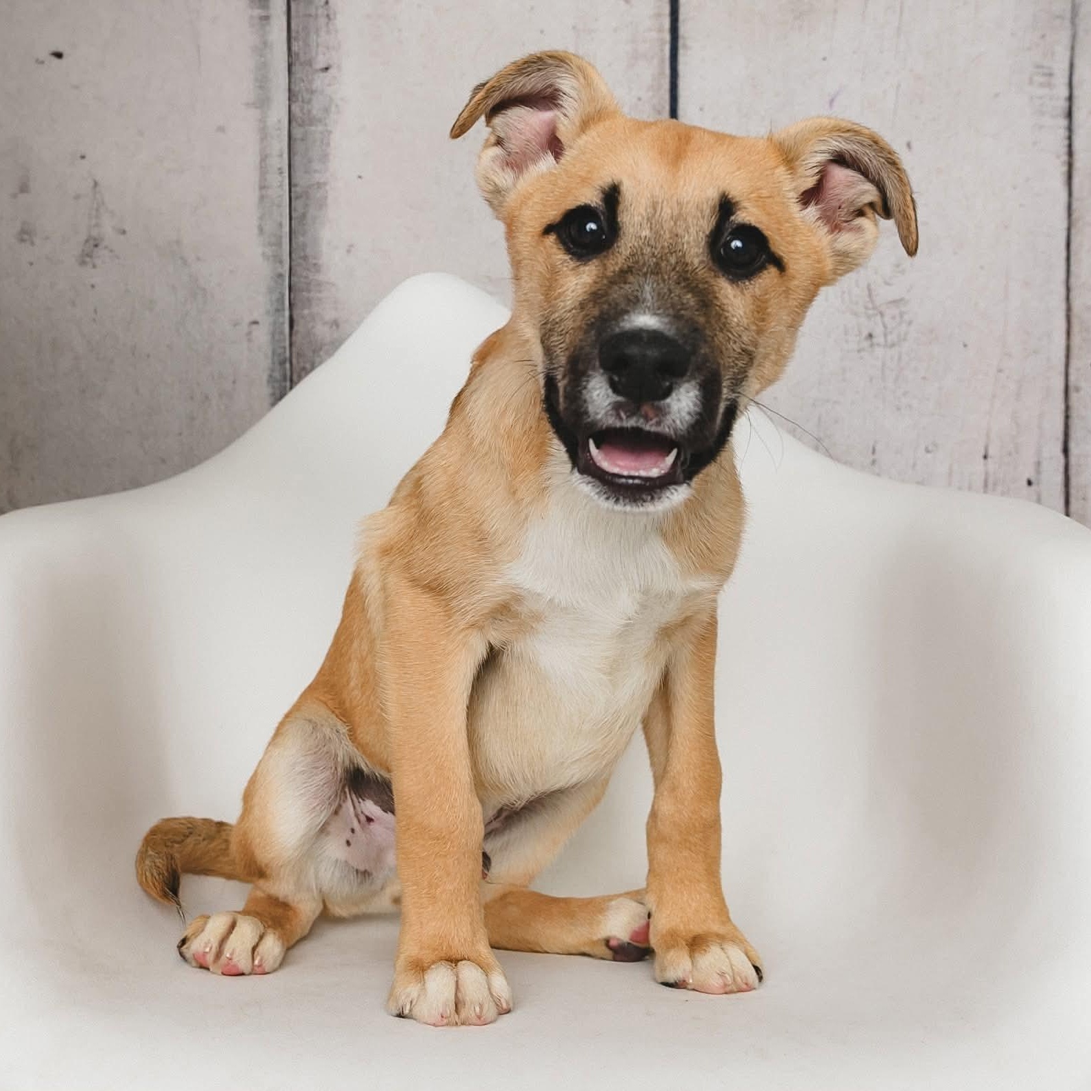 Enlarge Dr. Pepper, a Adopted mixed breed in Greensburg, PA image 2/3