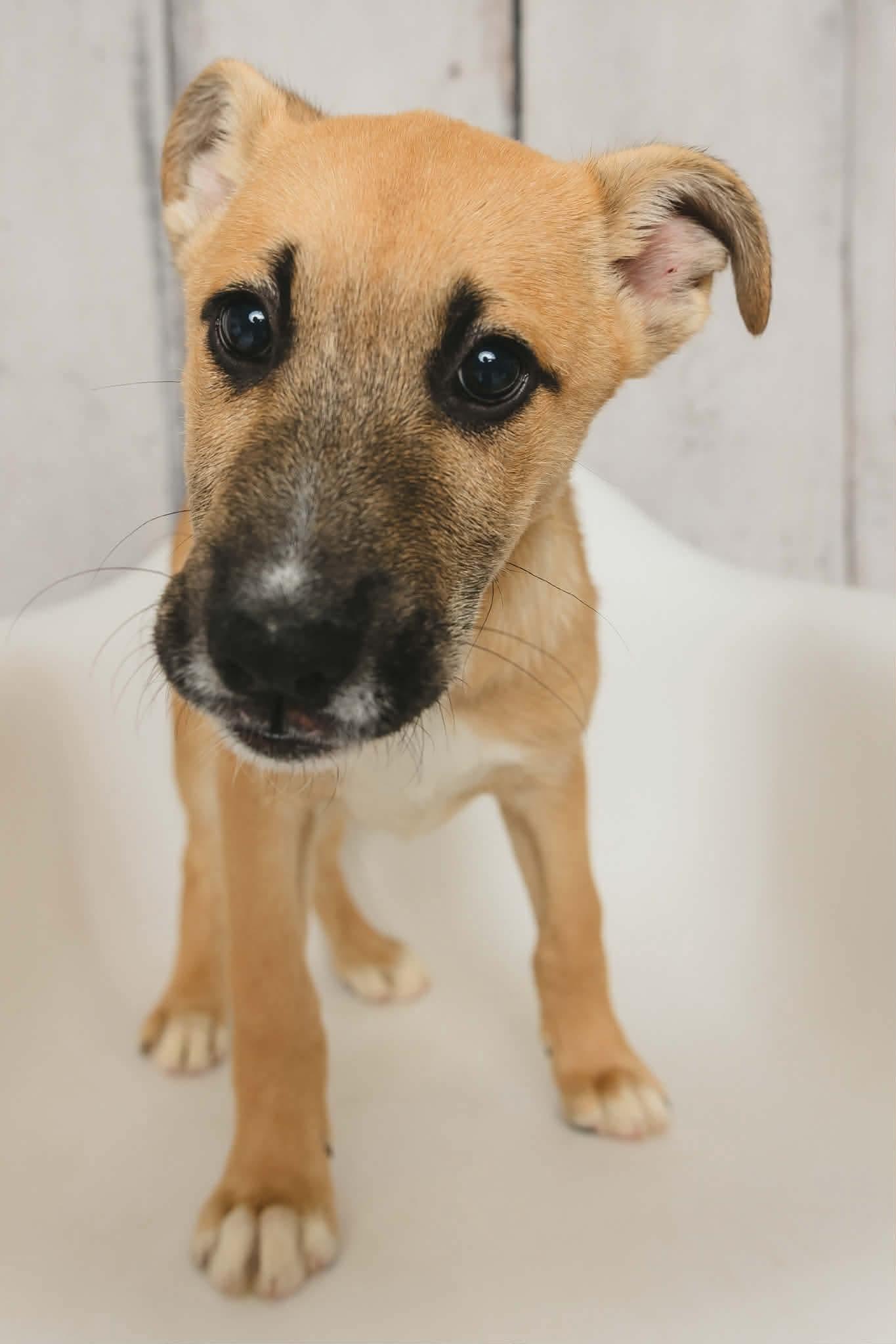 Enlarge Dr. Pepper, a Adopted mixed breed in Greensburg, PA image 3/3