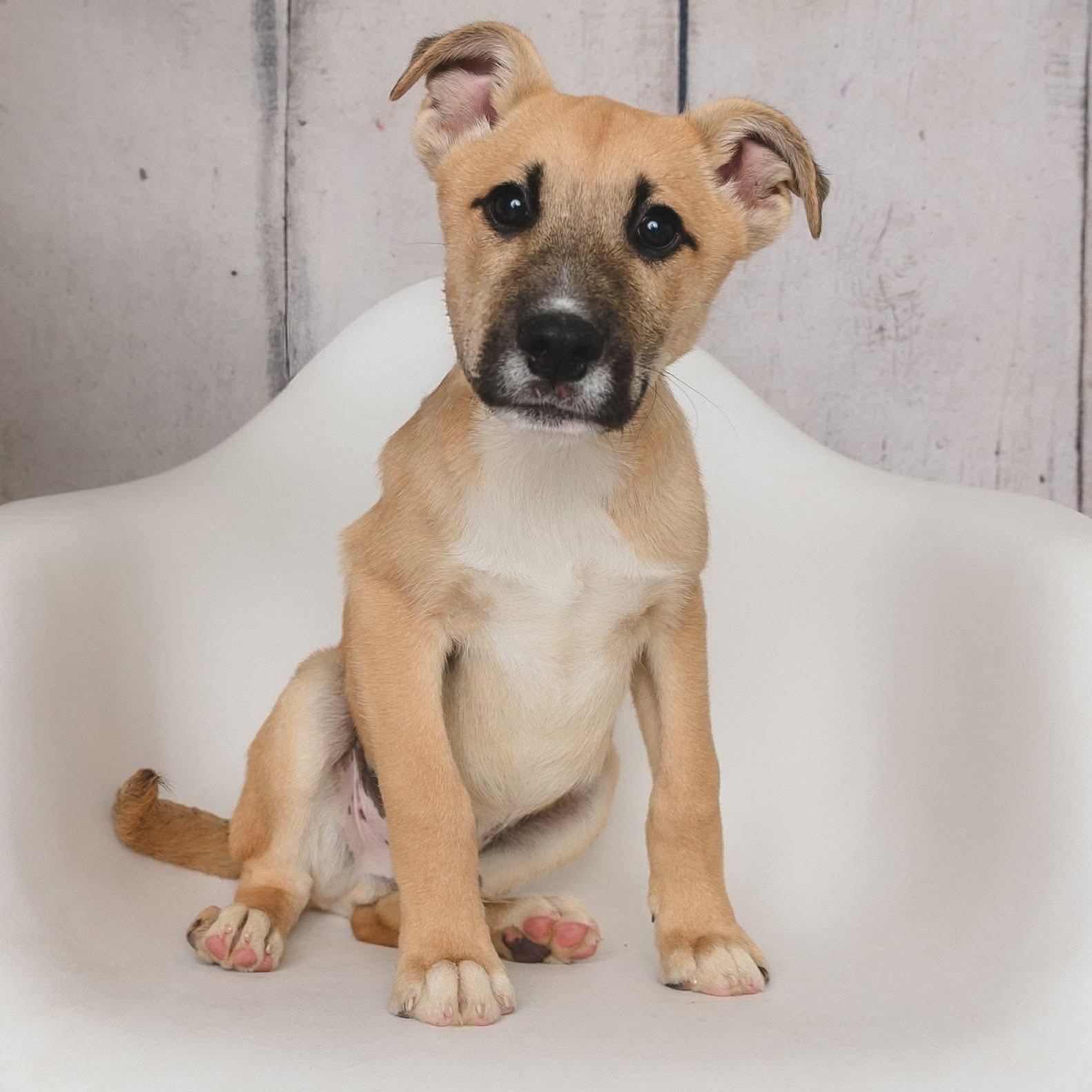 Enlarge Dr. Pepper, a Adopted mixed breed in Greensburg, PA image 1/3
