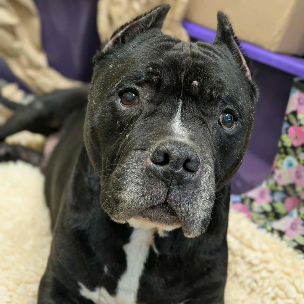 Carl, Adoptable, Senior Male American Staffordshire Terrier.