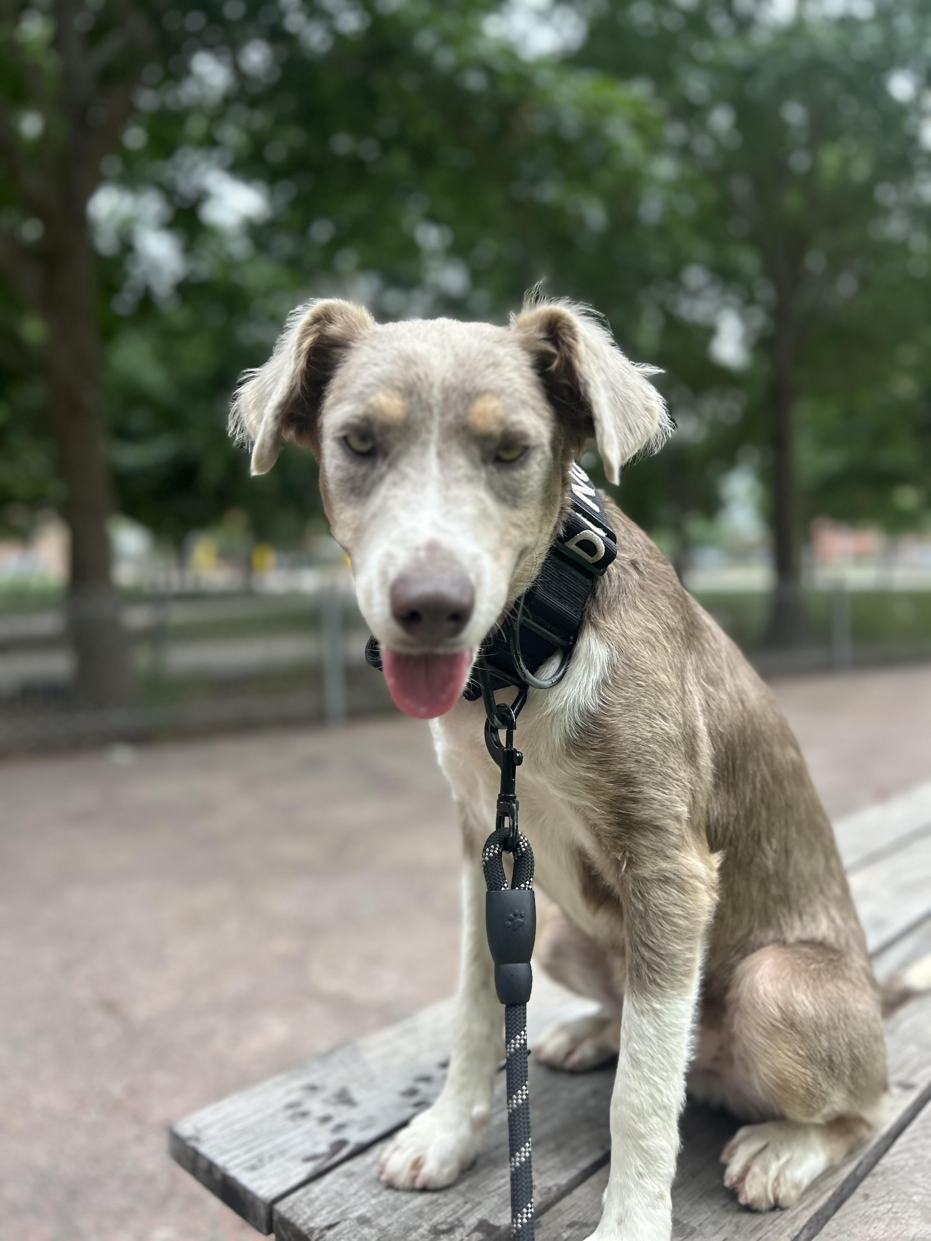 Malcom, Adoptable, Young Male Border Collie.