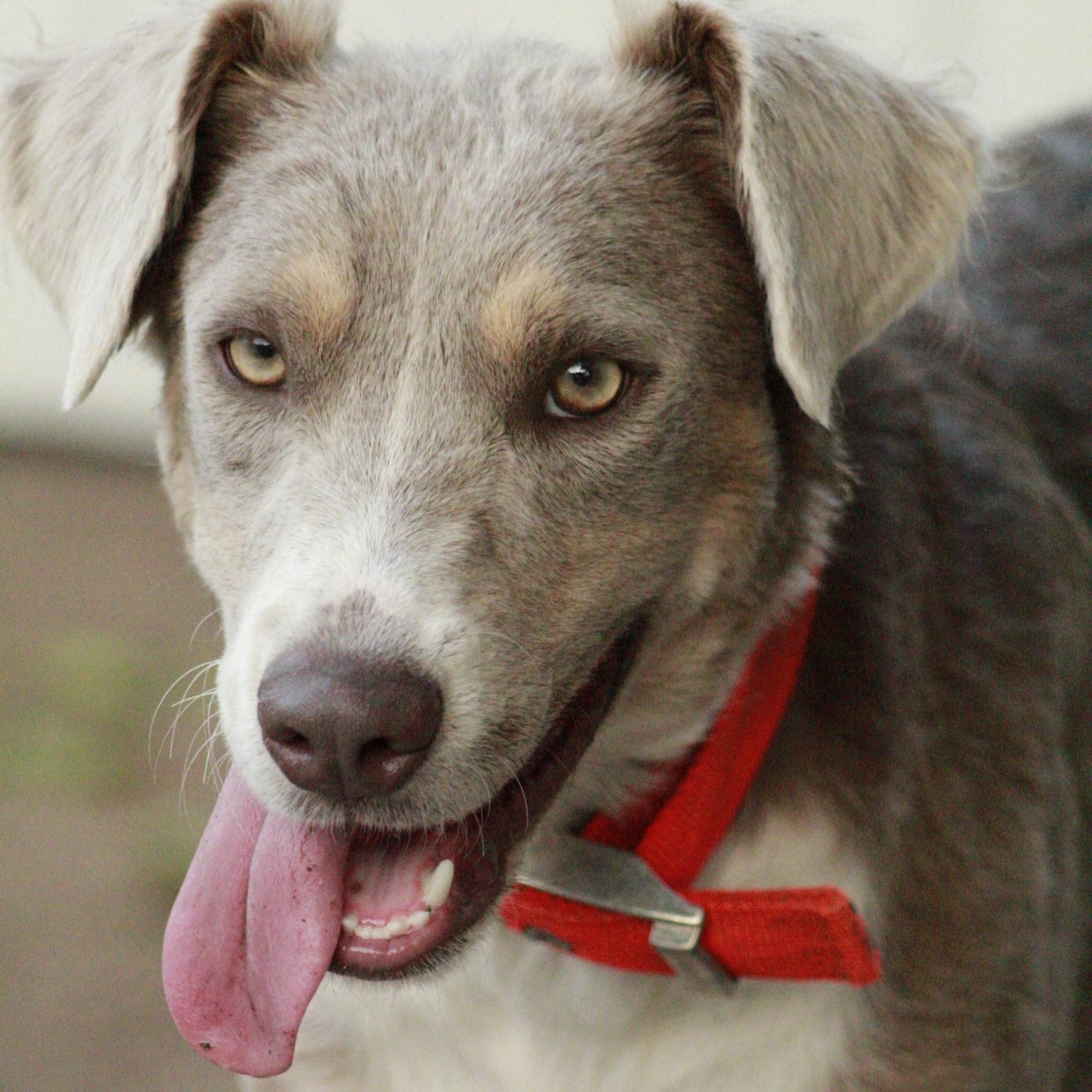 Enlarge Malcom, a Adoptable mixed breed in Dallas, TX image 3/3