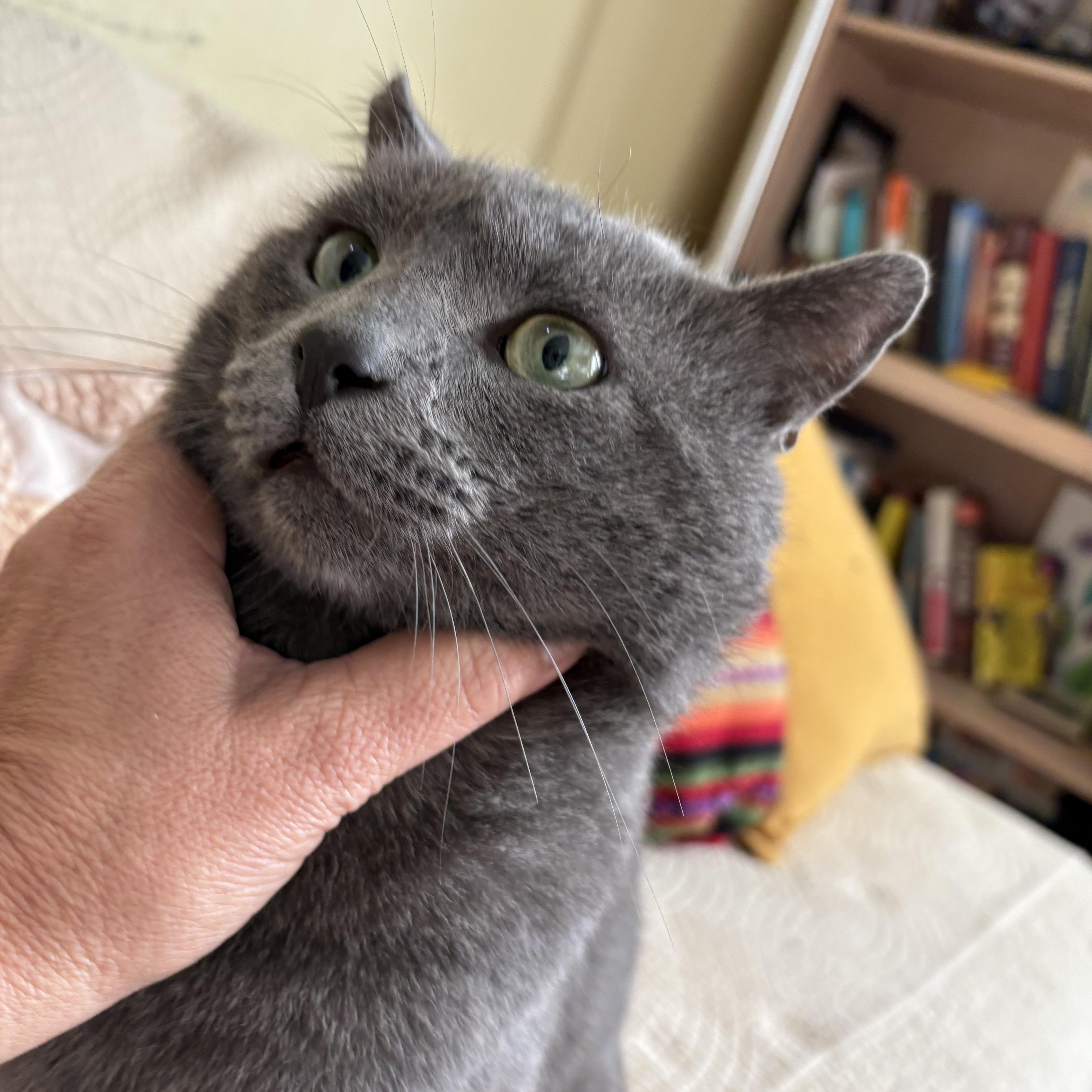 Ashy , a ADOPTABLE Russian Blue in Hayward, CA image 5/6