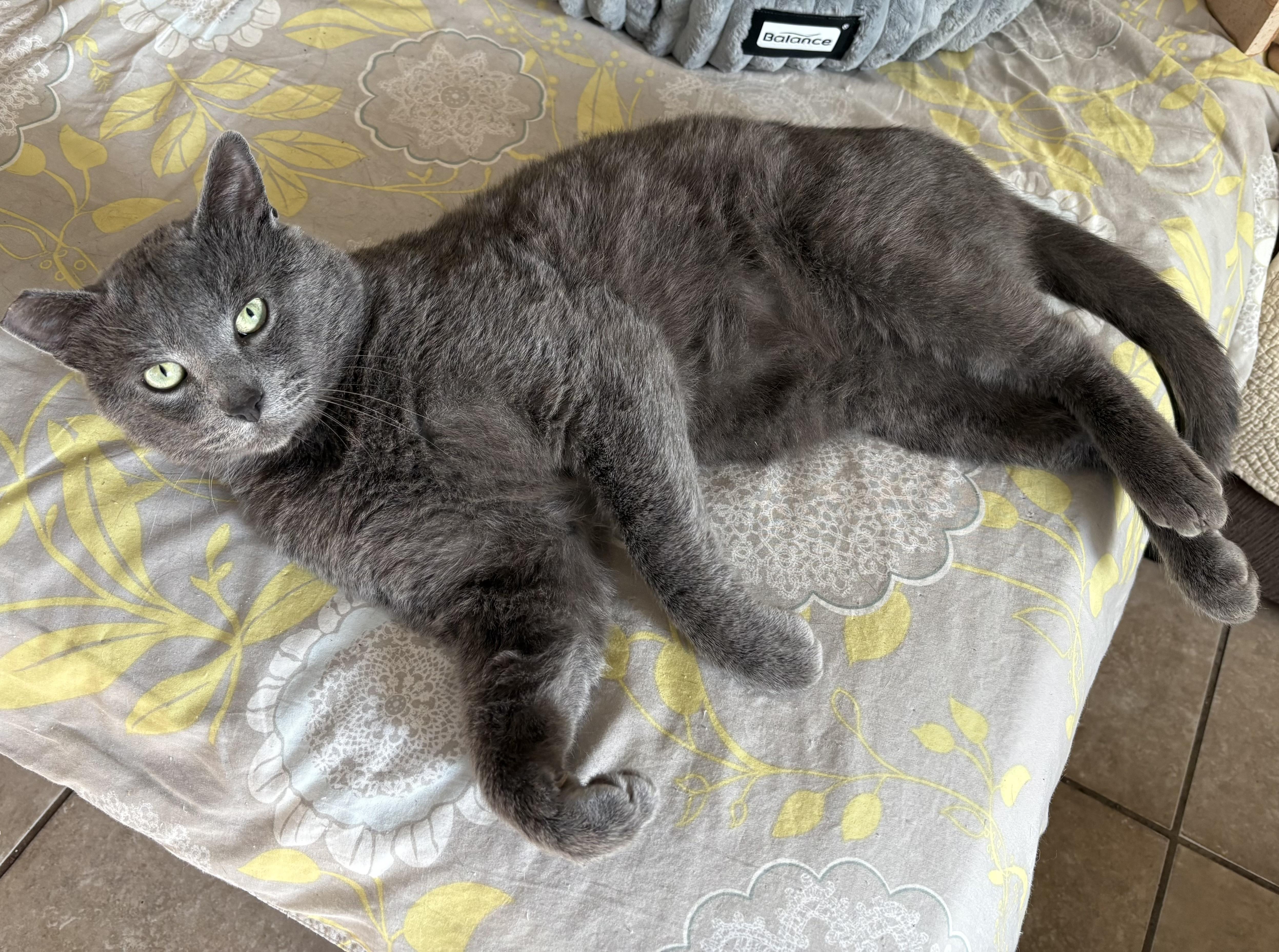 Ashy , a ADOPTABLE Russian Blue in Hayward, CA image 2/6