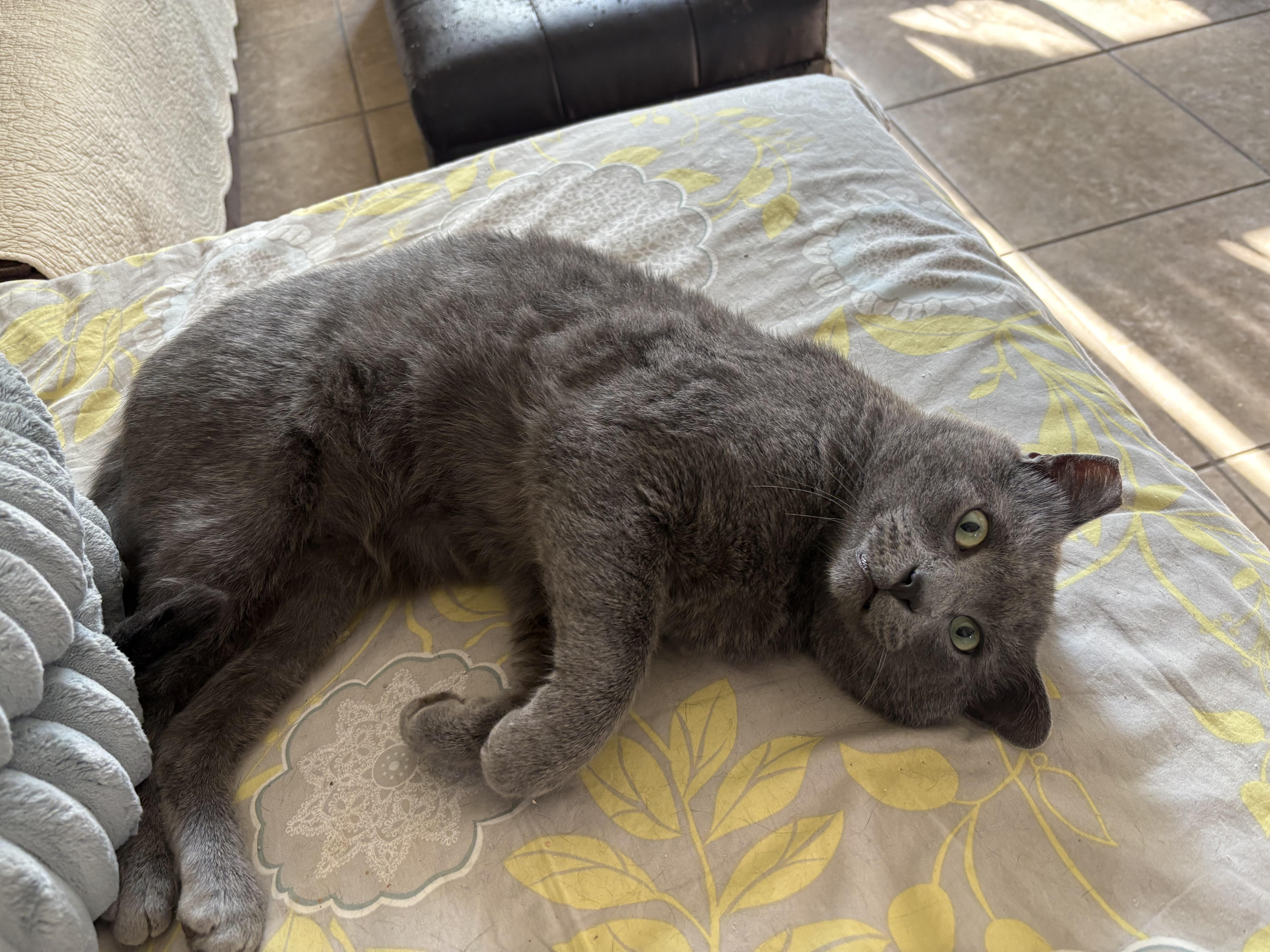 Ashy , a ADOPTABLE Russian Blue in Hayward, CA image 3/6