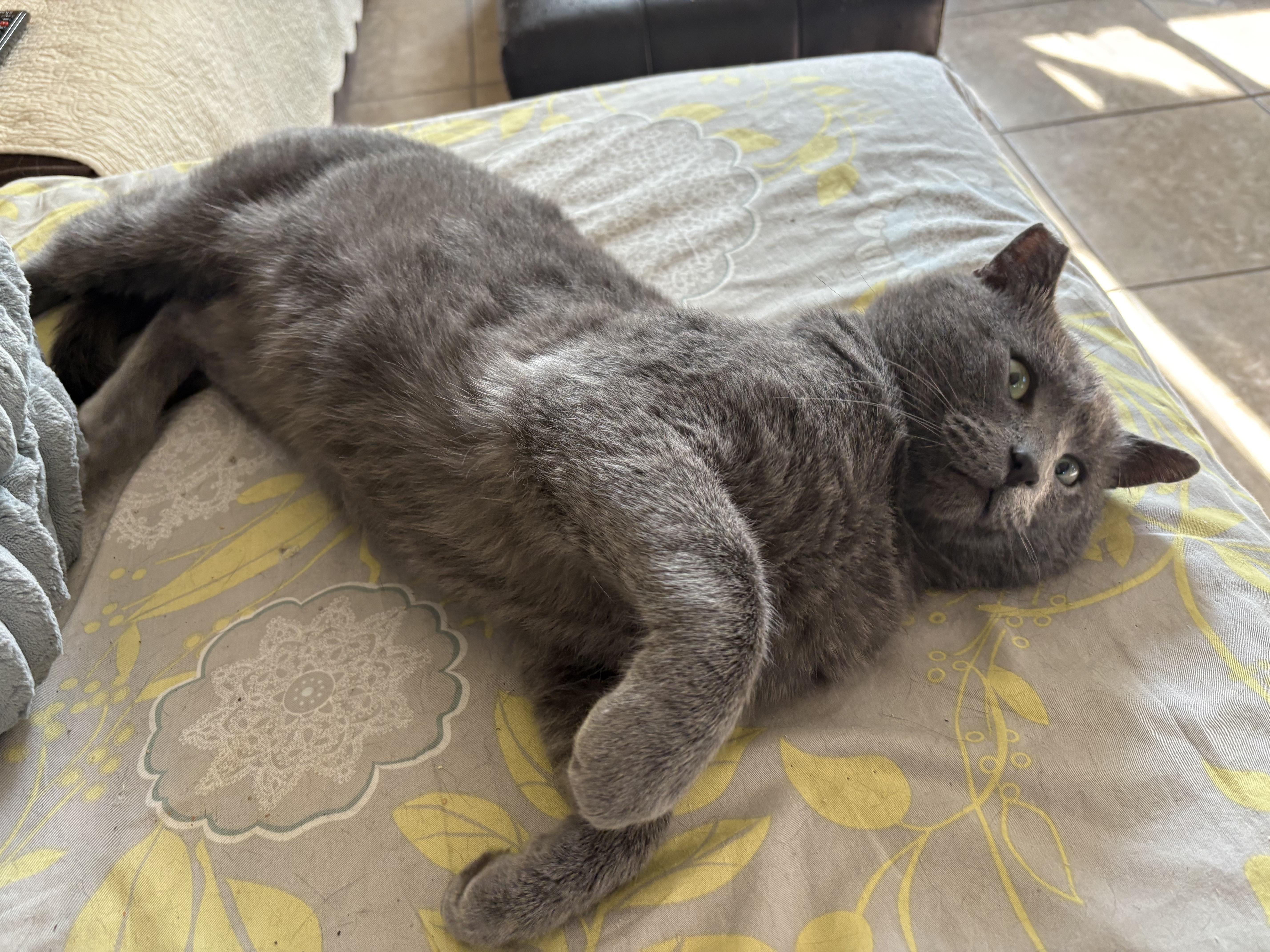 Ashy , a ADOPTABLE Russian Blue in Hayward, CA image 4/6
