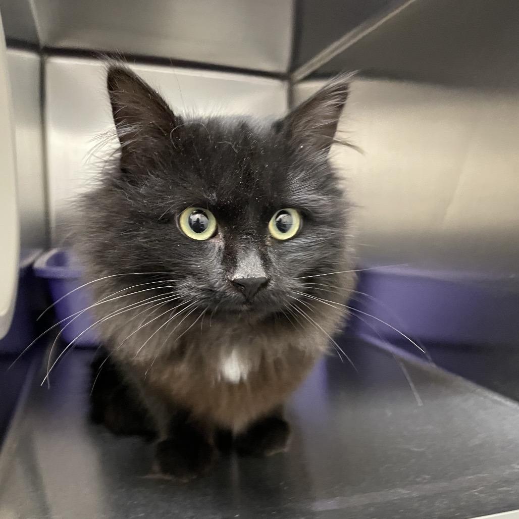 Magic, Adoptable, Young Female Domestic Medium Hair.