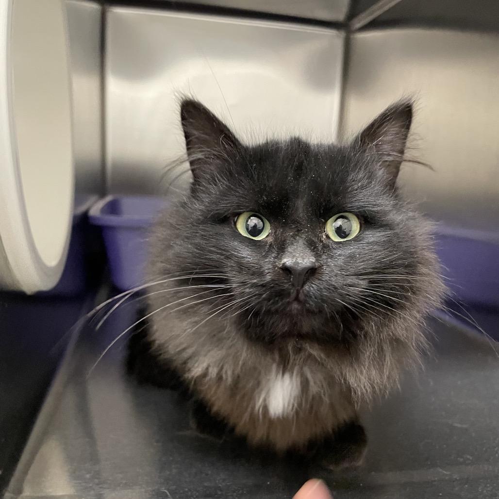 Enlarge Magic, a Adoptable Domestic Medium Hair in Rexburg, ID image 2/2