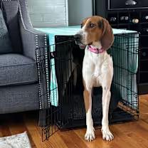 June Bug thumbnail 2