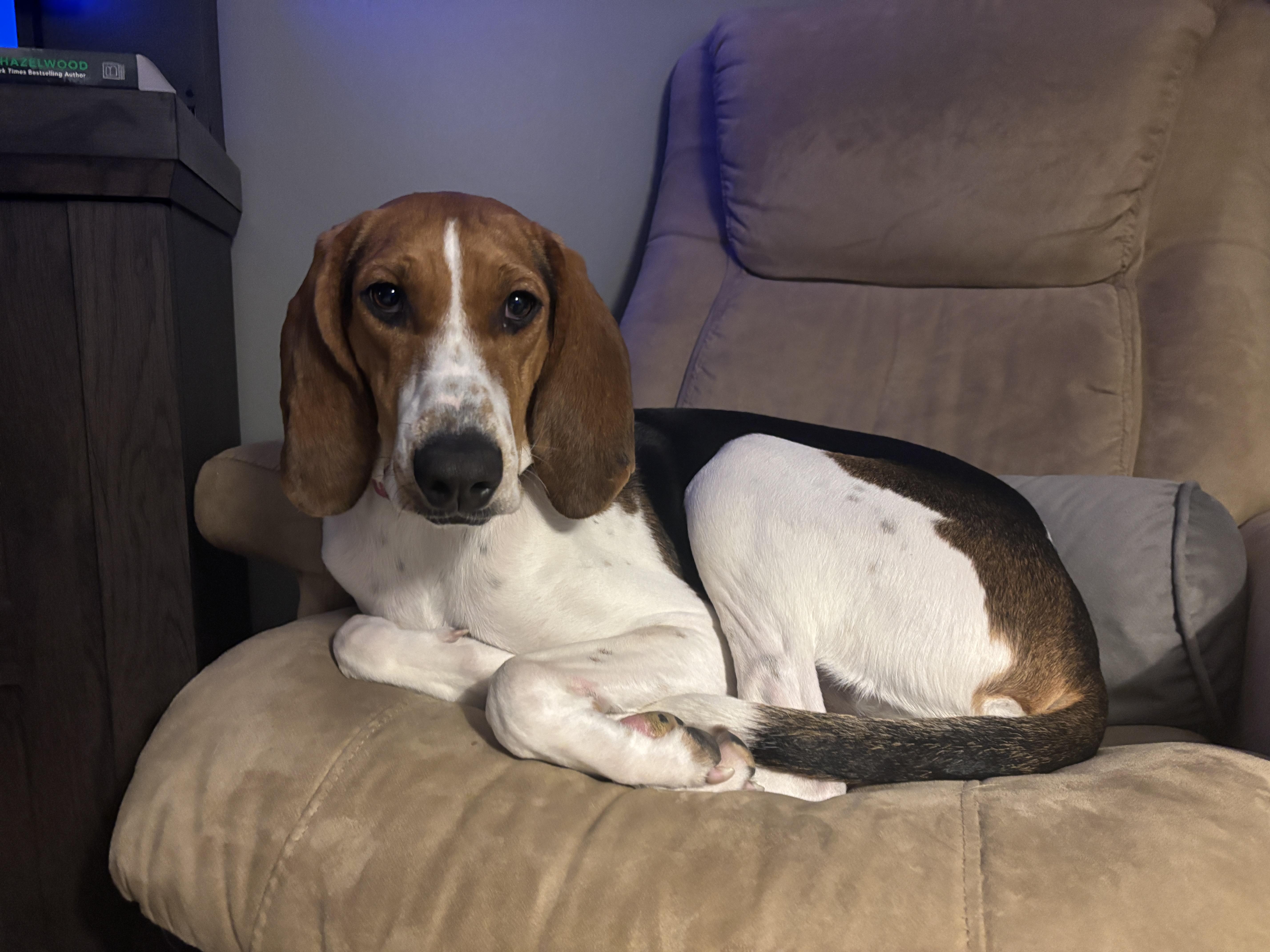 June Bug, a ADOPTABLE mixed breed in Watertown, CT image 5/5