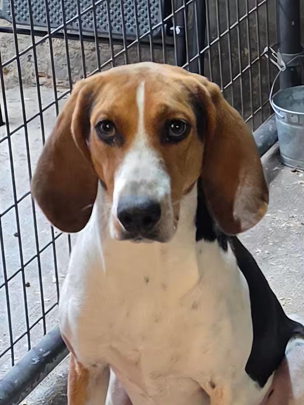 June Bug, a ADOPTABLE mixed breed in Watertown, CT image 2/5