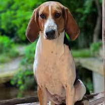 June Bug, a ADOPTABLE mixed breed in Watertown, CT image 4/5