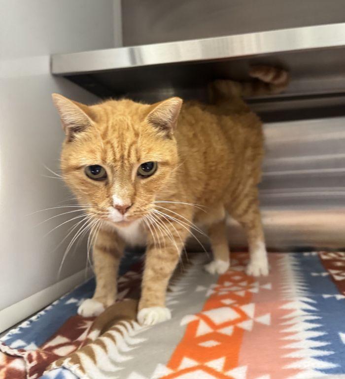 Enlarge Maddie, a Adoptable Domestic Short Hair in Hilton Head Island, SC image 1/1