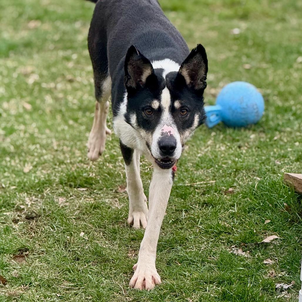Enlarge Pythagoras, a Adoptable mixed breed in Metamora, MI image 1/6