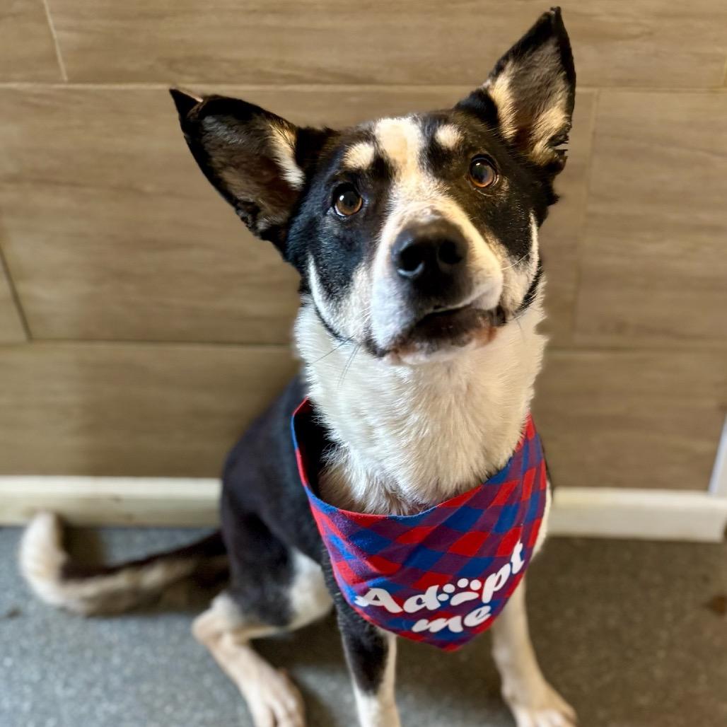 Enlarge Pythagoras, a Adoptable mixed breed in Metamora, MI image 2/6