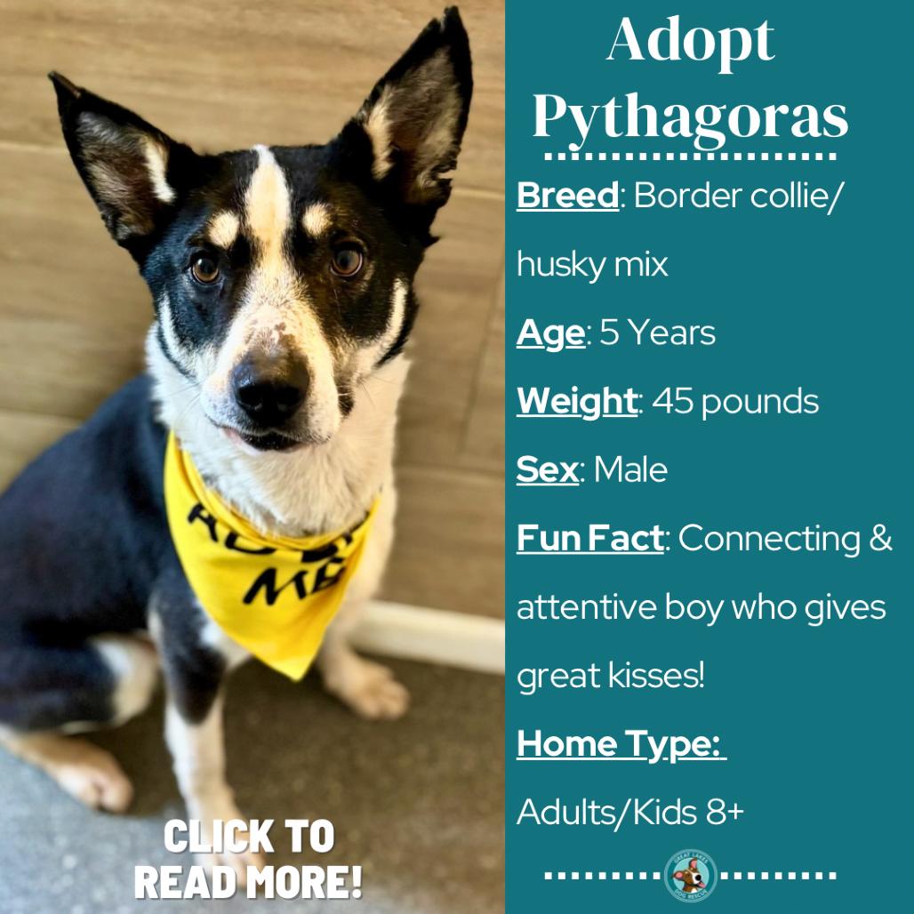 Enlarge Pythagoras, a Adoptable mixed breed in Metamora, MI image 3/6
