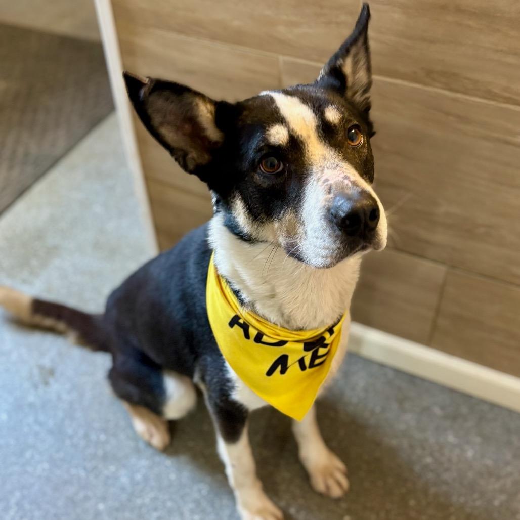 Enlarge Pythagoras, a Adoptable mixed breed in Metamora, MI image 4/6