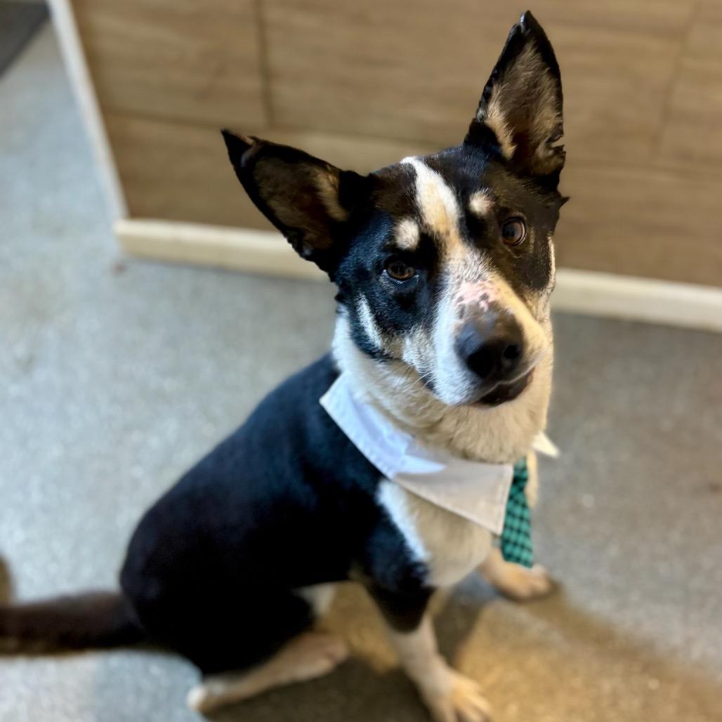 Enlarge Pythagoras, a Adoptable mixed breed in Metamora, MI image 5/6
