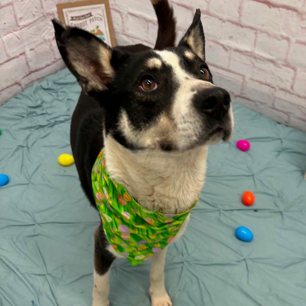 Enlarge Pythagoras, a Adoptable mixed breed in Metamora, MI image 6/6