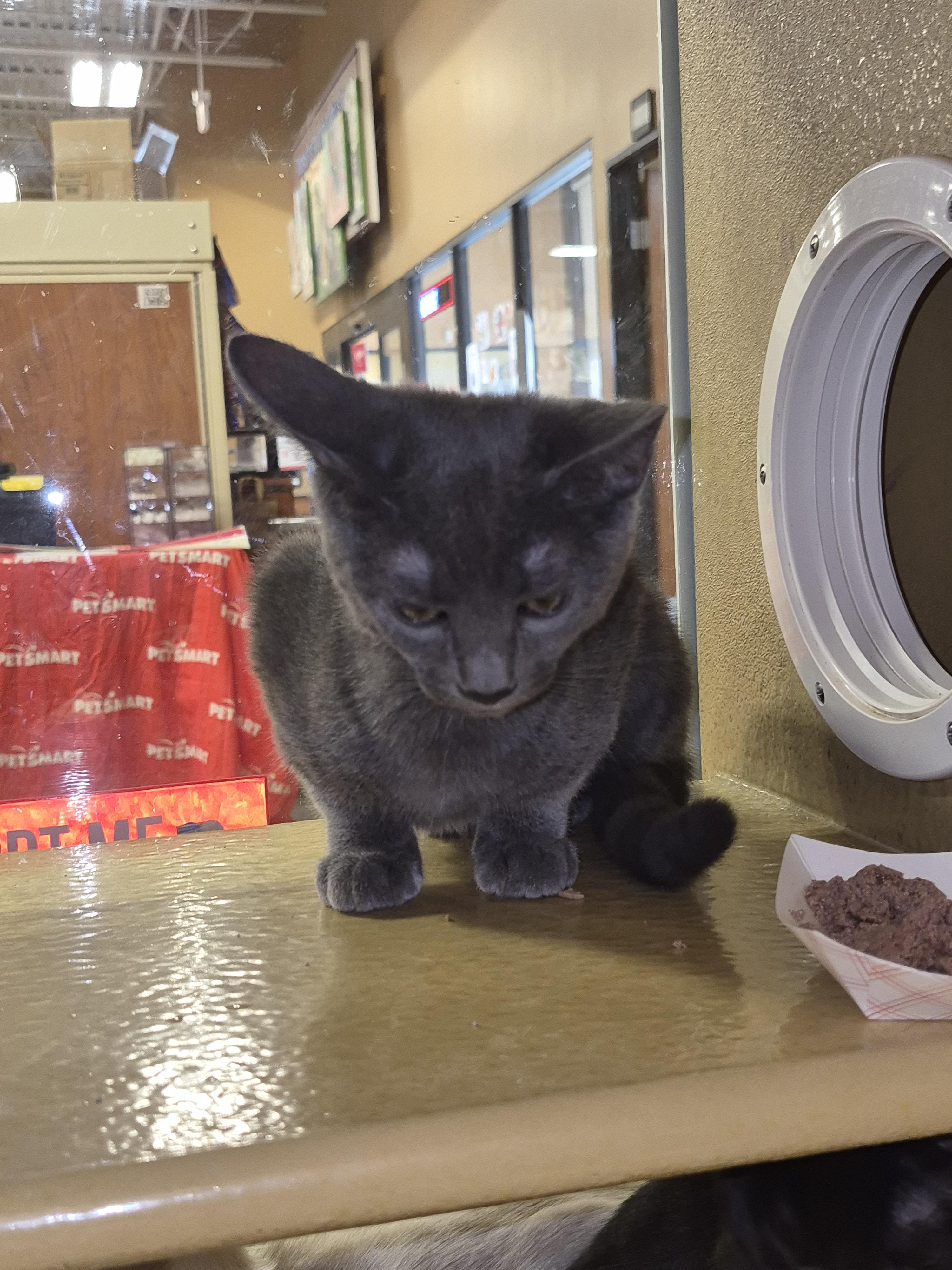 Enlarge Hayley, a Adoptable Domestic Short Hair in Rio Linda, CA image 1/2