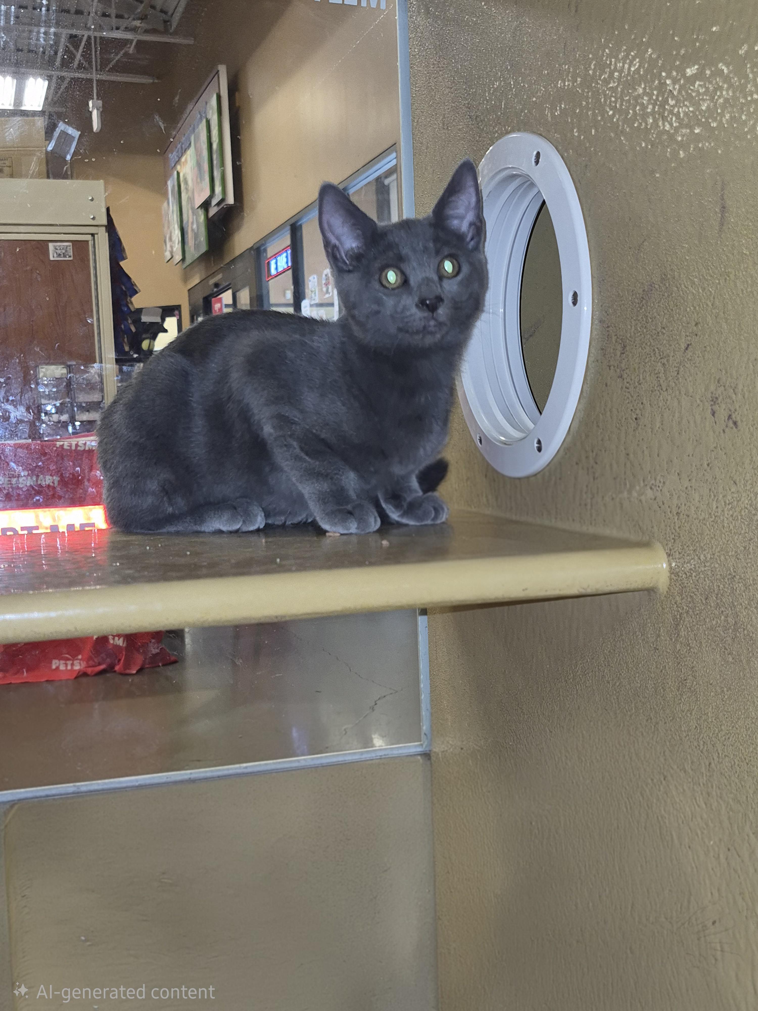 Enlarge Hayley, a Adoptable Domestic Short Hair in Rio Linda, CA image 2/2