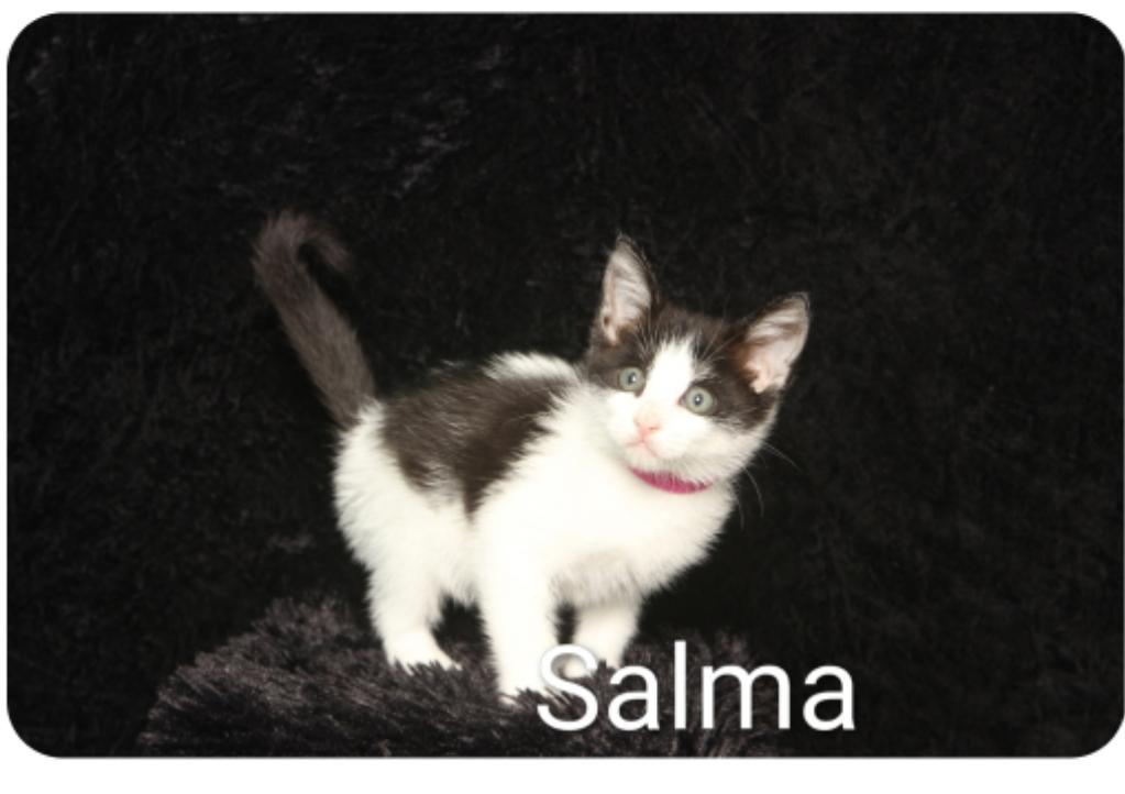 Enlarge Selma ( Orlando Fl), a ADOPTABLE Tuxedo in Orlando, FL image 1/1