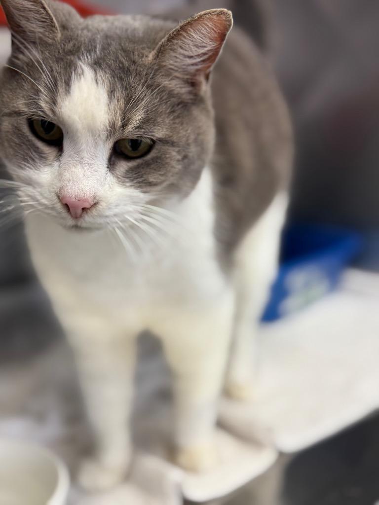 Clarice, Adoptable, Young Female Domestic Short Hair.