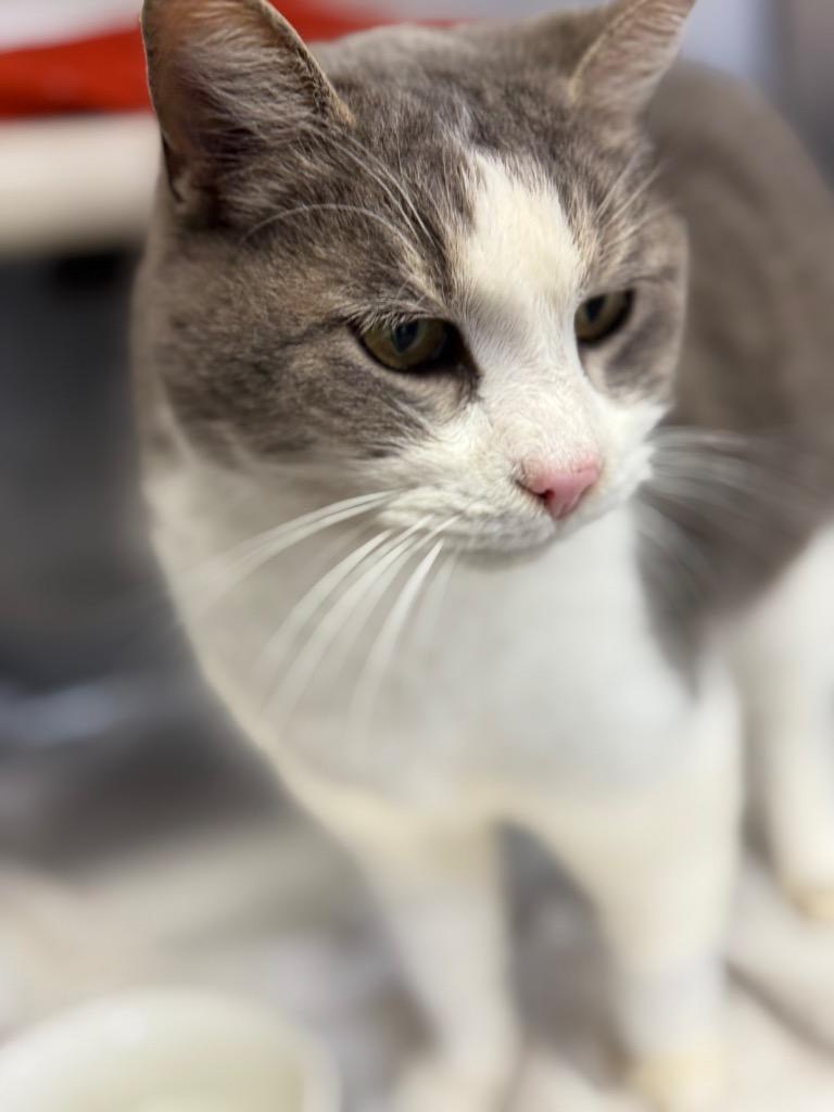 Clarice, Adoptable, Young Female Domestic Short Hair.