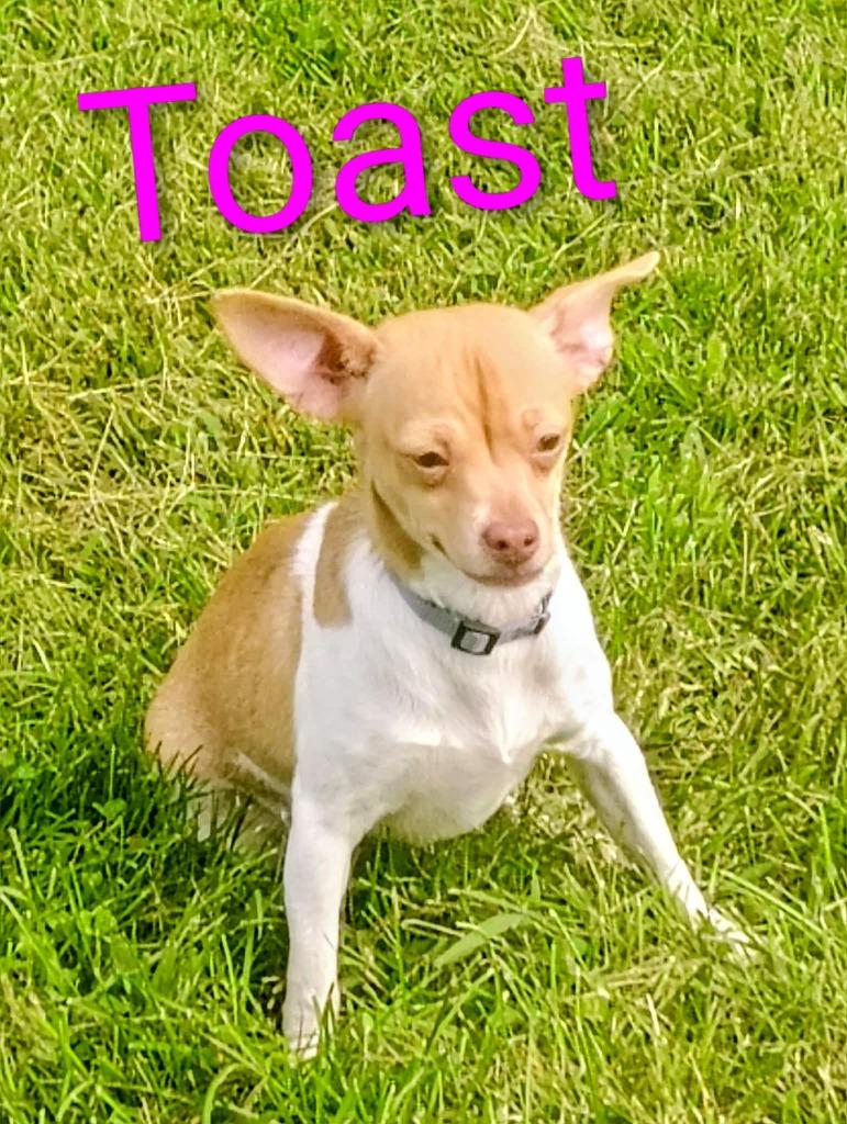 Toast, Adoptable, Puppy Female Chihuahua & Mixed Breed.