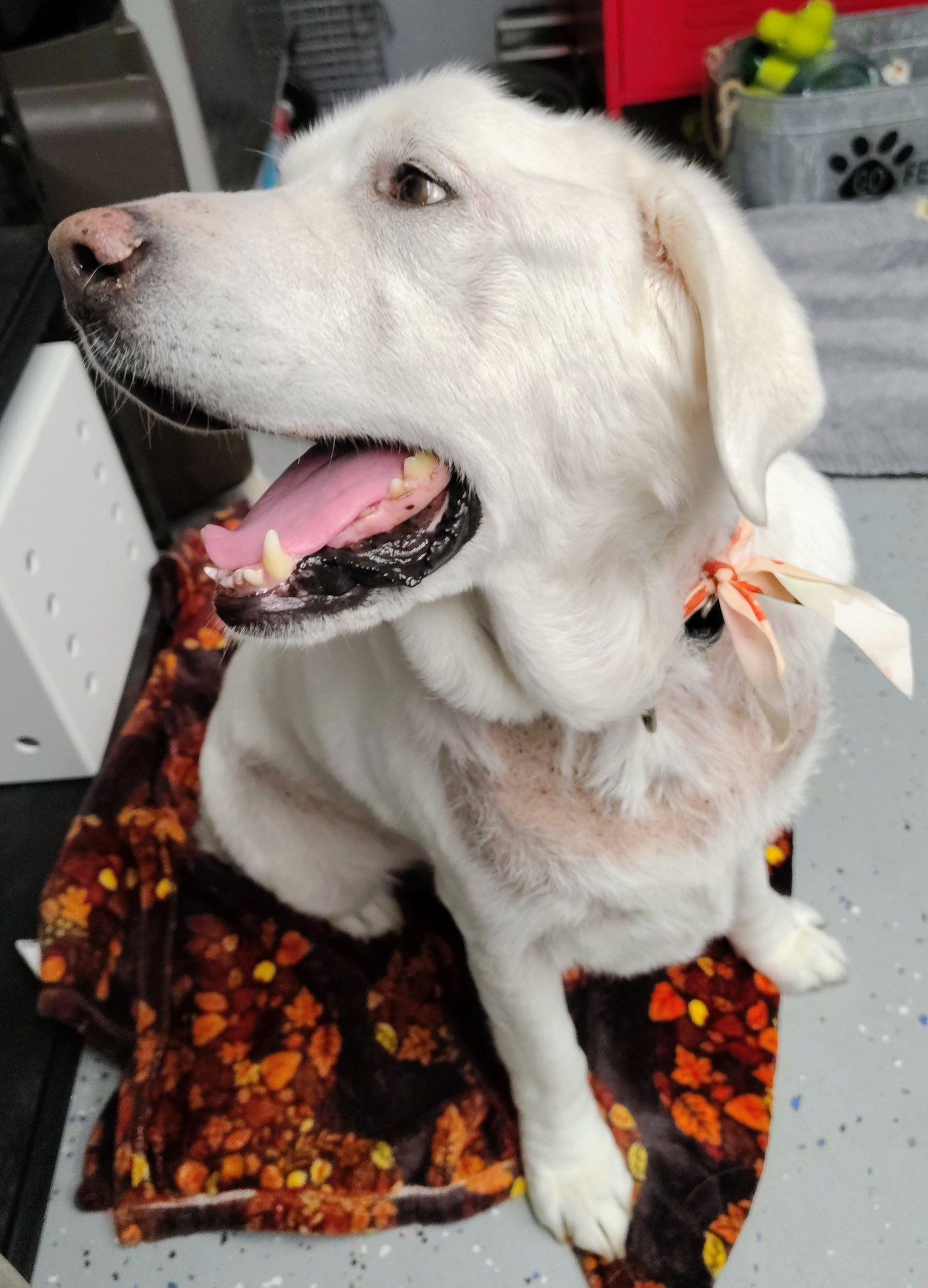 Hank, adopted, Adult Male Labrador Retriever.