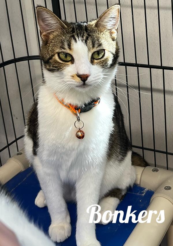 Enlarge Bonkers, a Adoptable Domestic Short Hair image 1/1