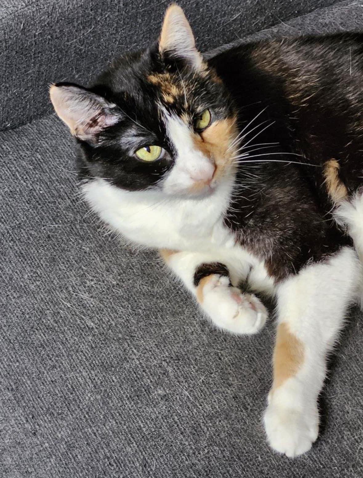 Lenore, an adoptable Domestic Short Hair in Stoughton, WI, 53589 | Photo Image 4