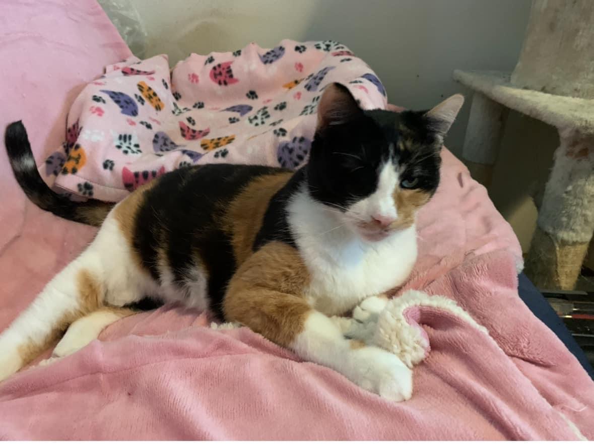 Lenore, an adoptable Domestic Short Hair in Stoughton, WI, 53589 | Photo Image 3
