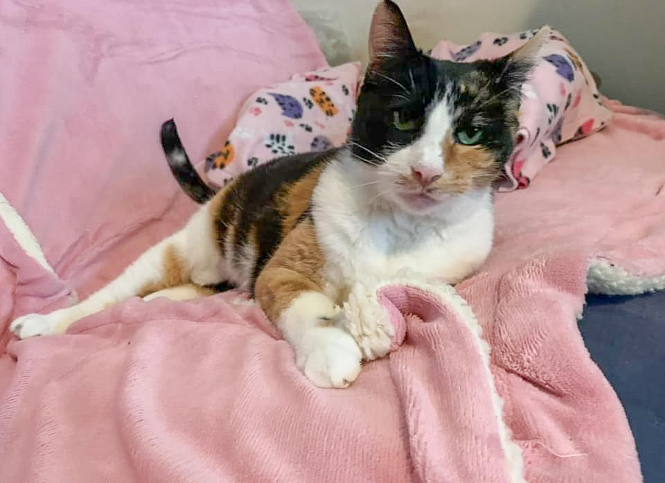 Lenore, an adoptable Domestic Short Hair in Stoughton, WI, 53589 | Photo Image 2