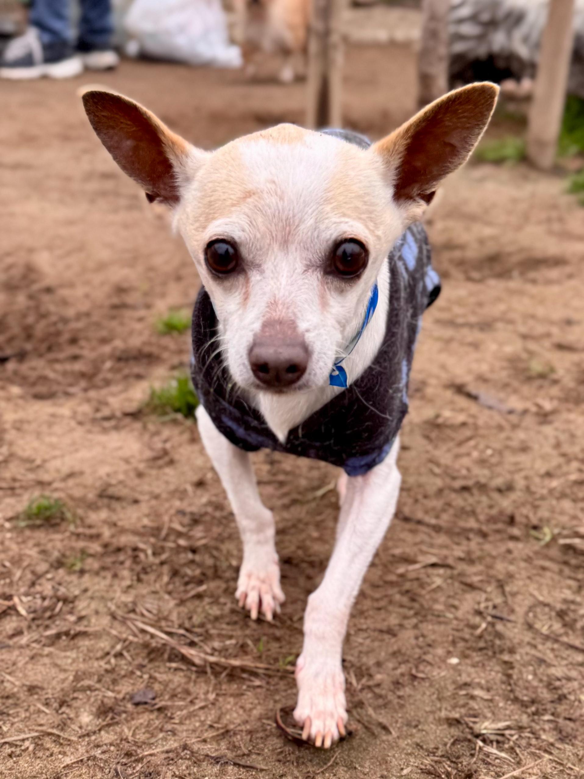 Enlarge MURPHY, an adopted mixed breed in Fresno, CA image 1/4