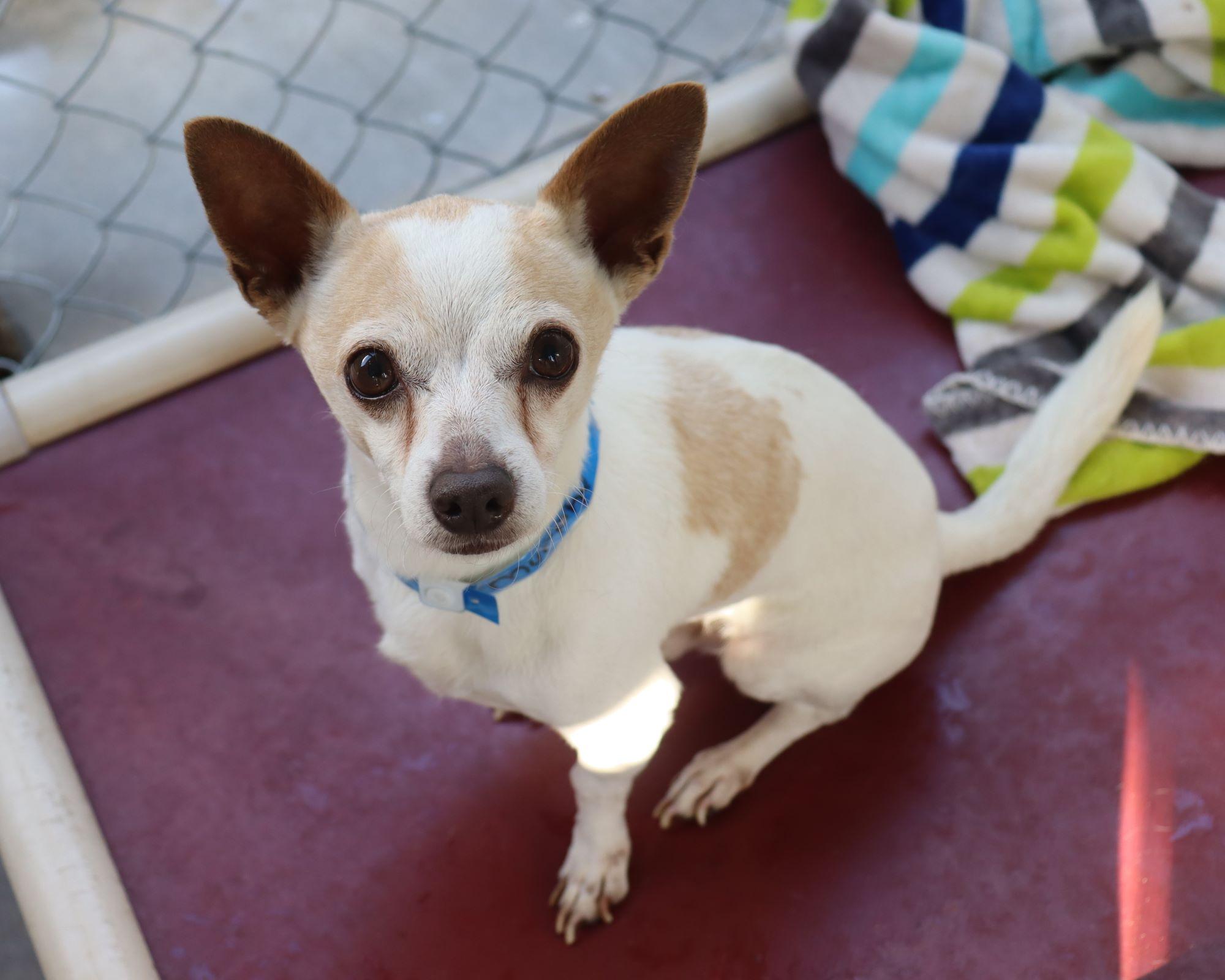 MURPHY, a Adoptable mixed breed in Fresno, CA image 1/3