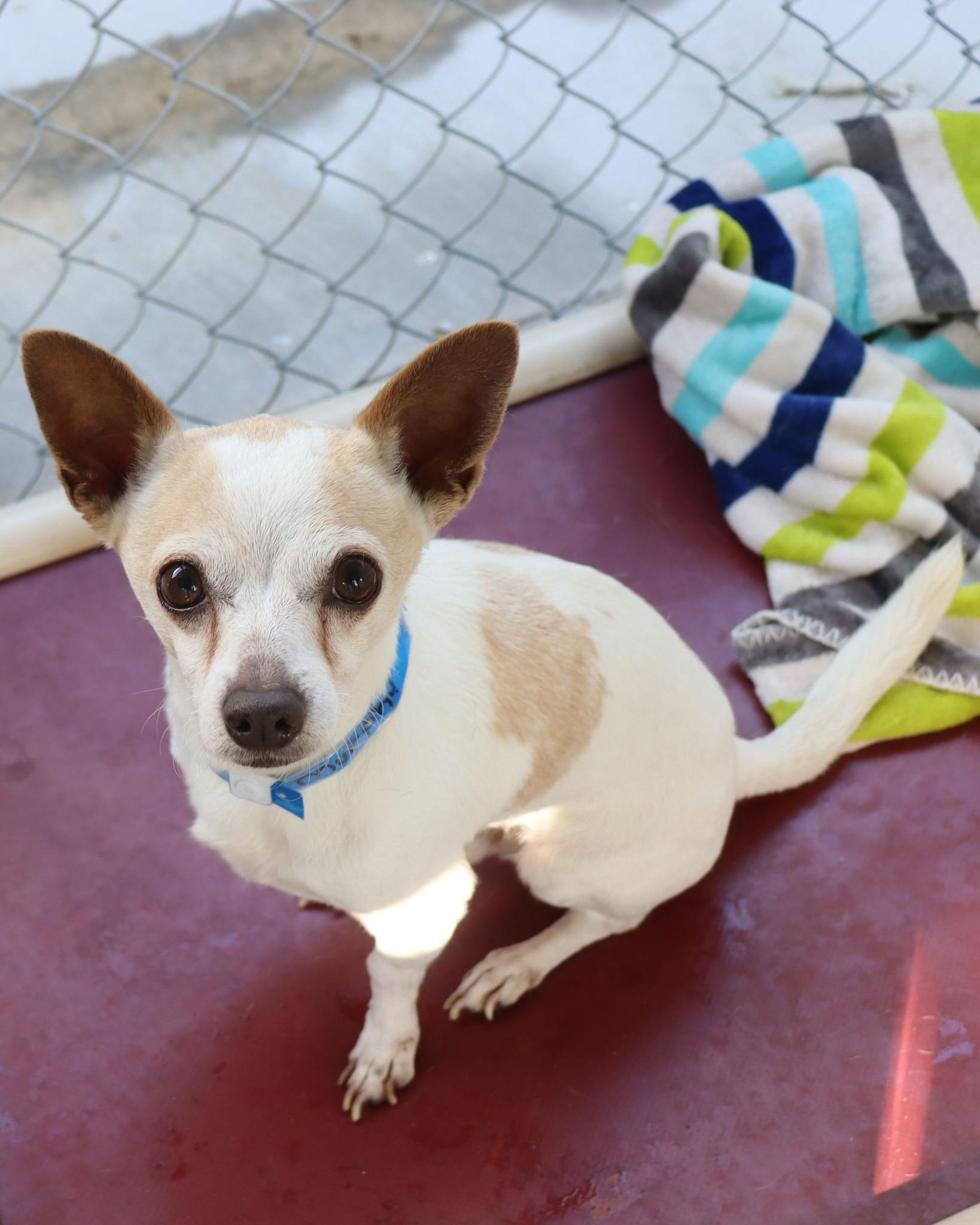 MURPHY, a Adoptable mixed breed in Fresno, CA image 3/3