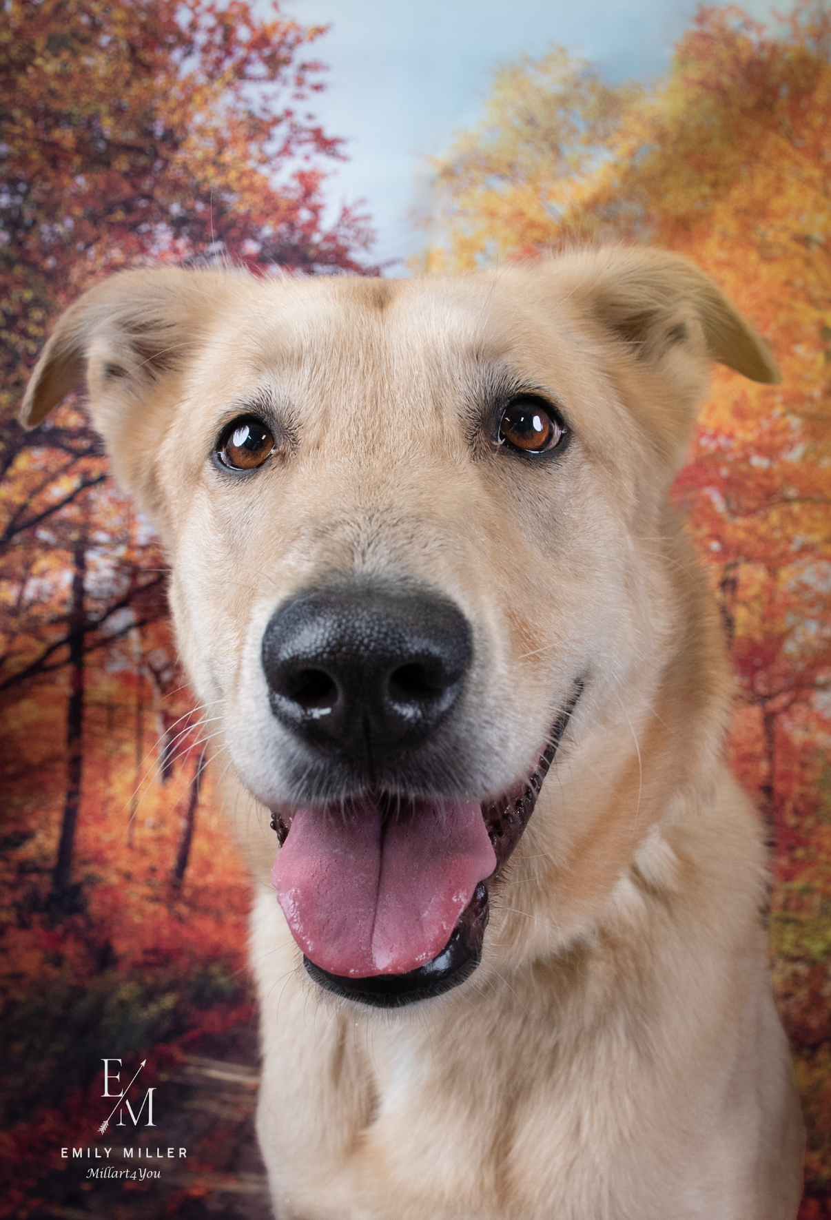 COACH, a Adoptable mixed breed in Phoenix, AZ image 2/7