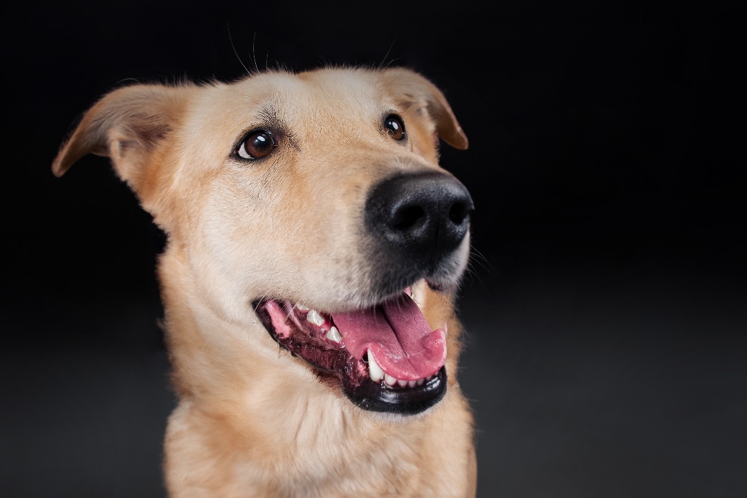 COACH, a Adoptable mixed breed in Phoenix, AZ image 3/7