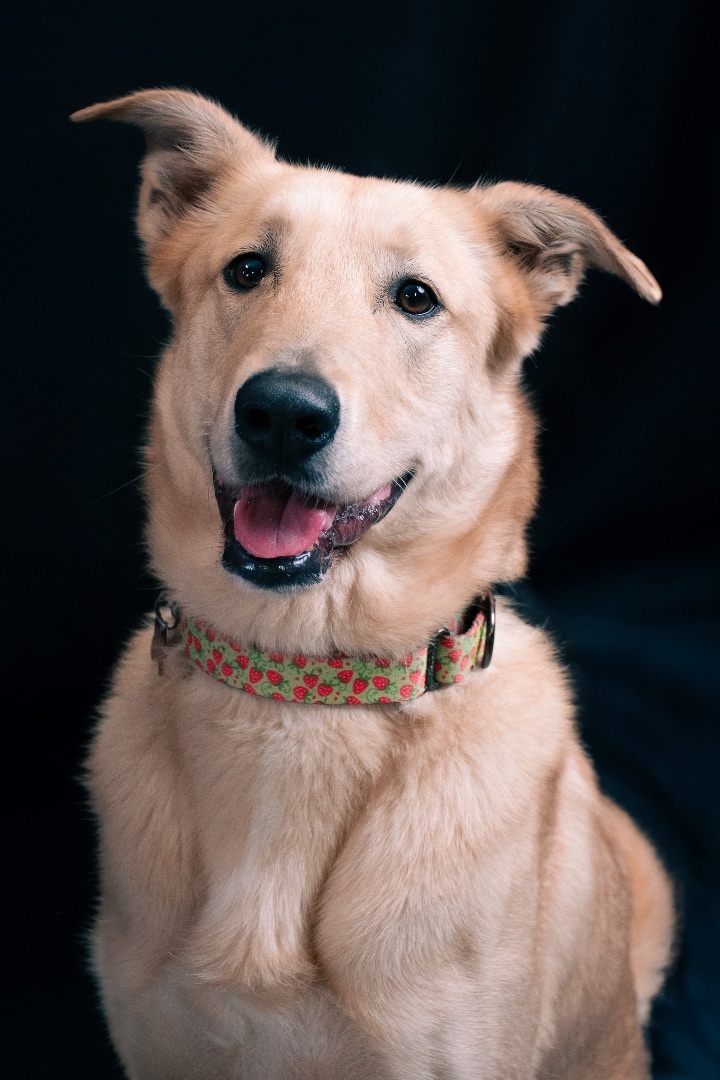 COACH, a Adoptable mixed breed in Phoenix, AZ image 5/7