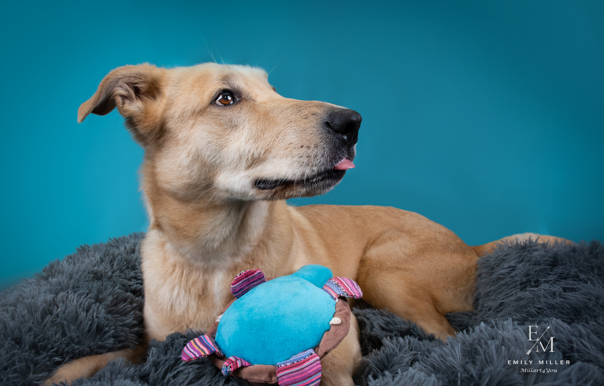COACH, a Adoptable mixed breed in Phoenix, AZ image 6/7