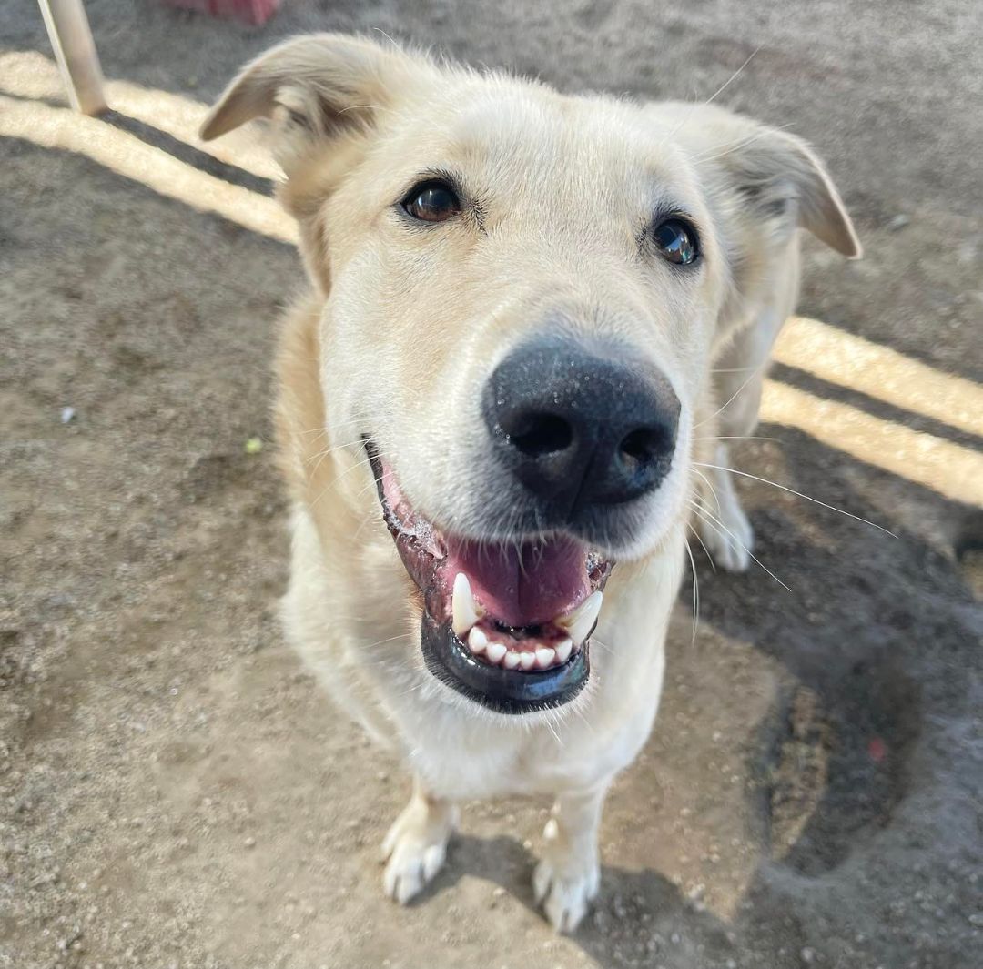 Enlarge COACH, a Adoptable mixed breed in Phoenix, AZ image 7/7