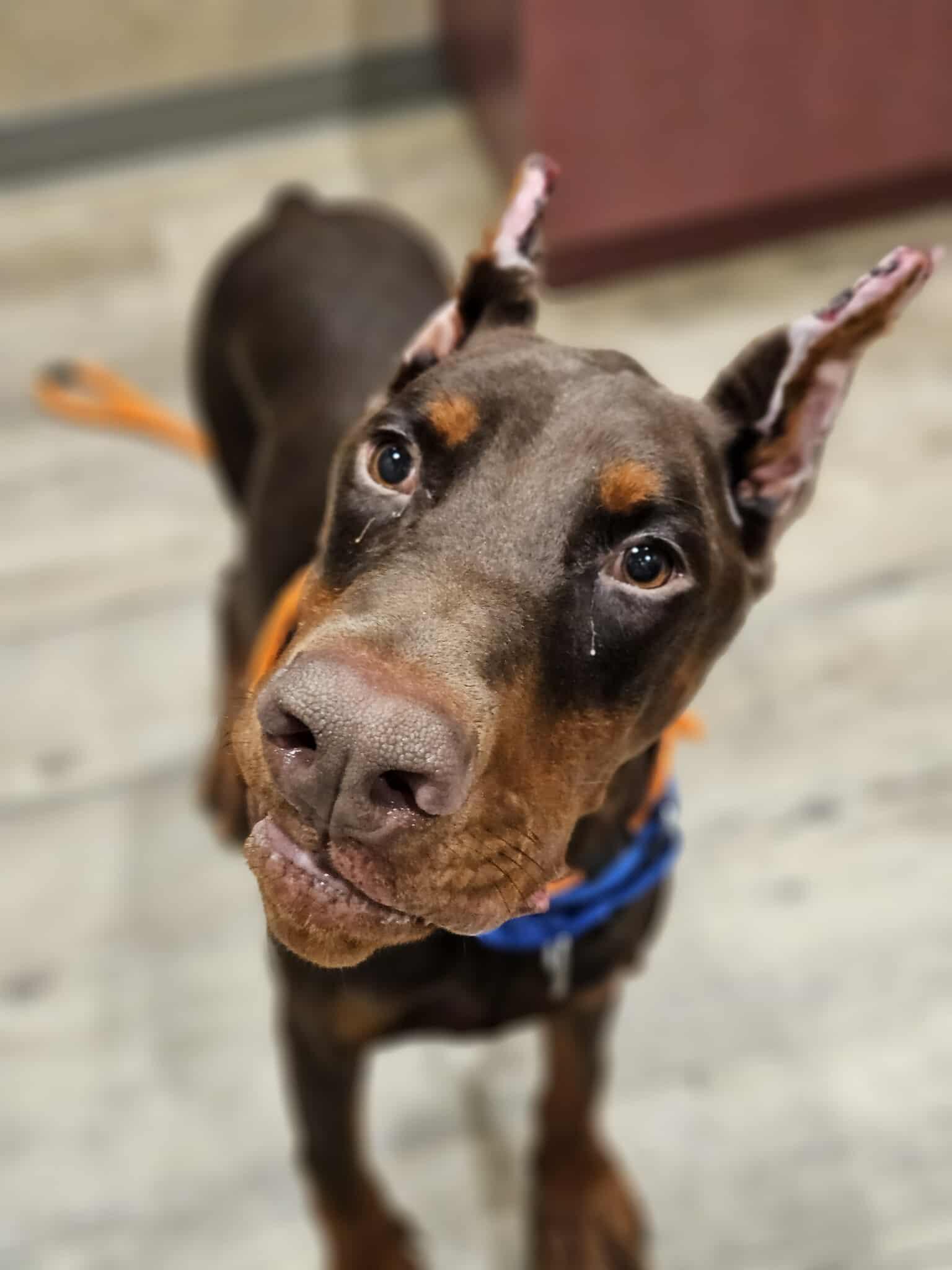 Hieden, Heiden, Adopted, Adult Male Doberman Pinscher.